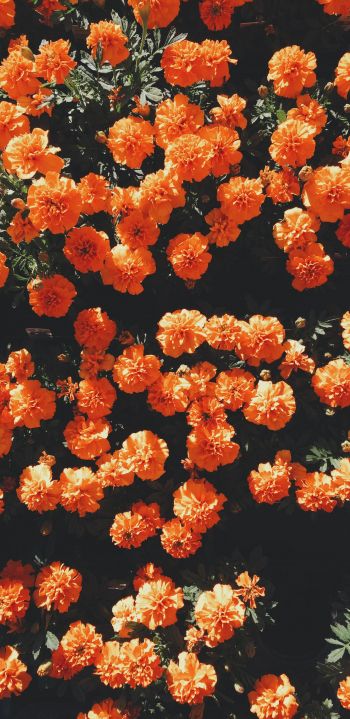 Обои 1440x2960 цветение, оранжевый, флора