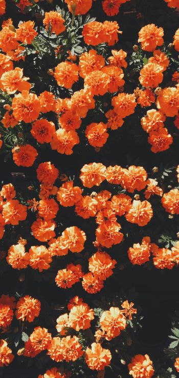 Обои 720x1520 цветение, оранжевый, флора