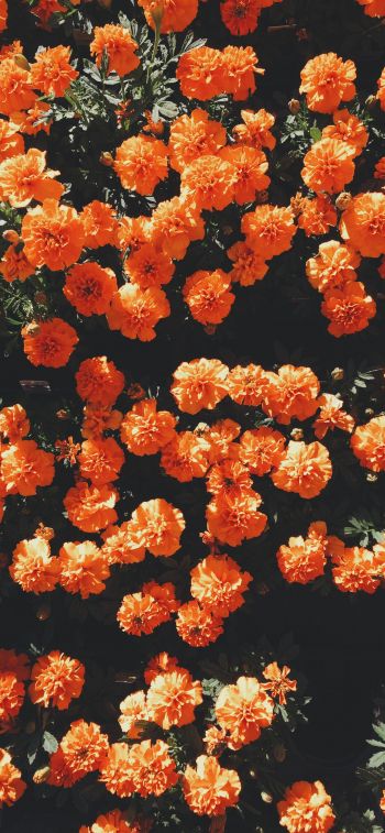 Обои 1242x2688 цветение, оранжевый, флора