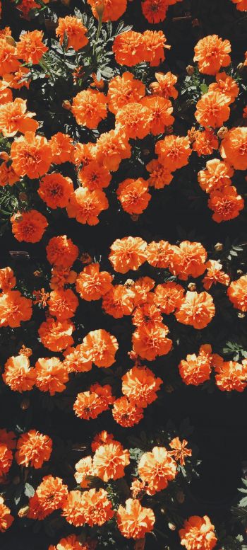 Обои 1080x2400 цветение, оранжевый, флора