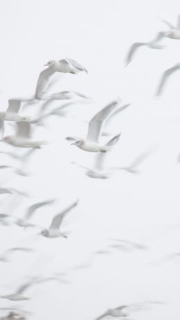 seagull, bird room, flight Wallpaper 1080x1920