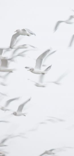 seagull, bird room, flight Wallpaper 1080x2280