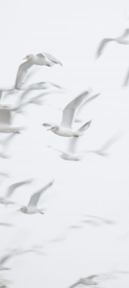 seagull, bird room, flight Wallpaper 1080x2400