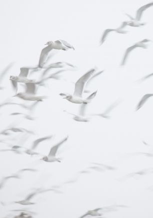 seagull, bird room, flight Wallpaper 1668x2388