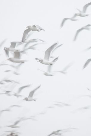 seagull, bird room, flight Wallpaper 640x960