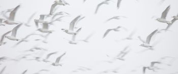 seagull, bird room, flight Wallpaper 3440x1440