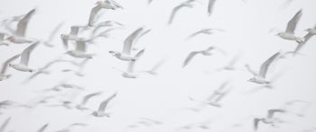 seagull, bird room, flight Wallpaper 2560x1080