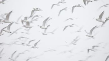 seagull, bird room, flight Wallpaper 2048x1152