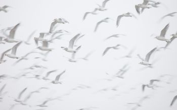 seagull, bird room, flight Wallpaper 2560x1600