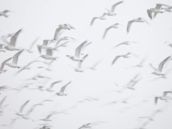 seagull, bird room, flight Wallpaper 1024x768