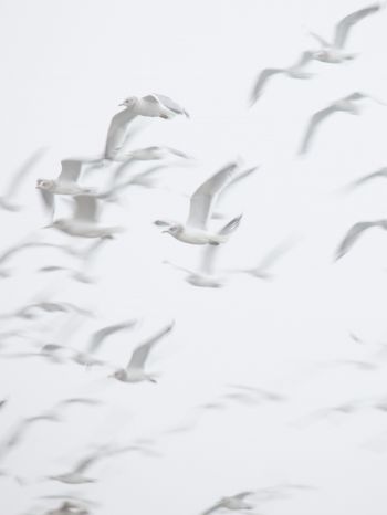 seagull, bird room, flight Wallpaper 1668x2224