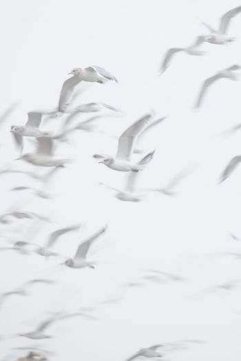 seagull, bird room, flight Wallpaper 640x960