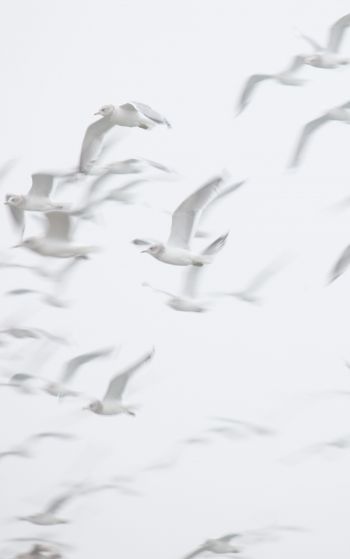 seagull, bird room, flight Wallpaper 1752x2800
