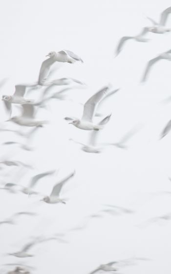 seagull, bird room, flight Wallpaper 800x1280