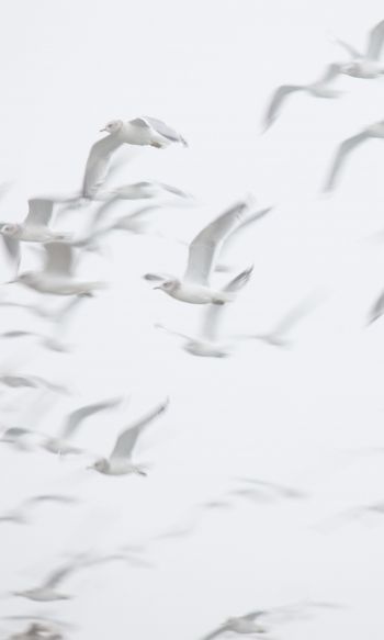 seagull, bird room, flight Wallpaper 1200x2000