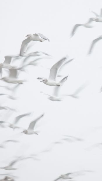 seagull, bird room, flight Wallpaper 640x1136