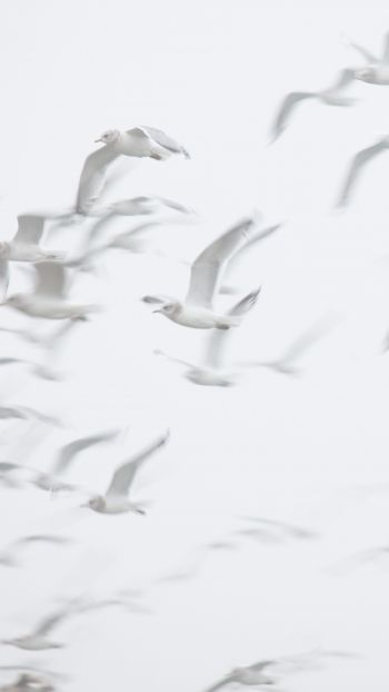 seagull, bird room, flight Wallpaper 1080x1920