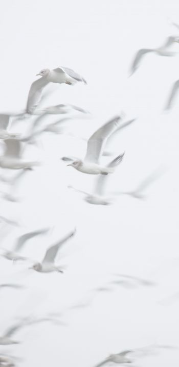 seagull, bird room, flight Wallpaper 1440x2960