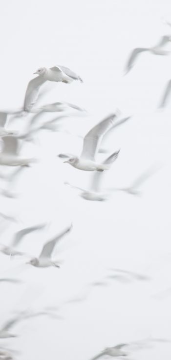 seagull, bird room, flight Wallpaper 720x1520