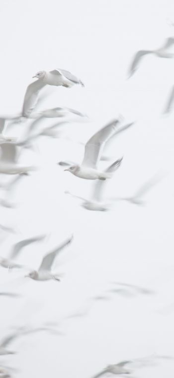 seagull, bird room, flight Wallpaper 1080x2340