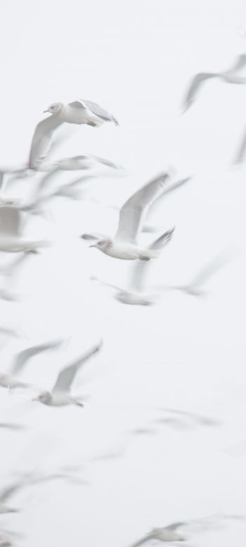 seagull, bird room, flight Wallpaper 1080x2400