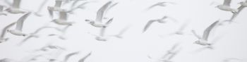 seagull, bird room, flight Wallpaper 1590x400