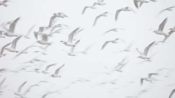 seagull, bird room, flight Wallpaper 7680x4320