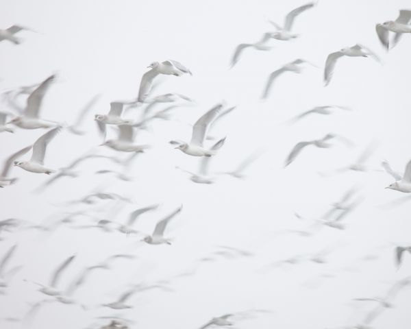 seagull, bird room, flight Wallpaper 1280x1024