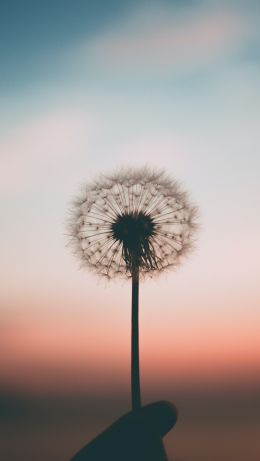 dandelion, sunset, sky Wallpaper 640x1136