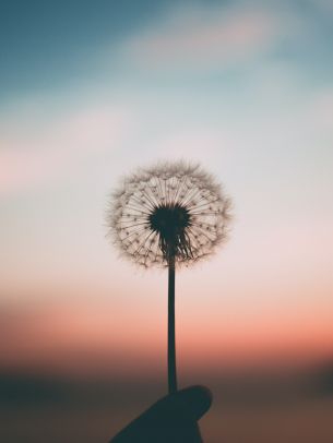 dandelion, sunset, sky Wallpaper 1536x2048