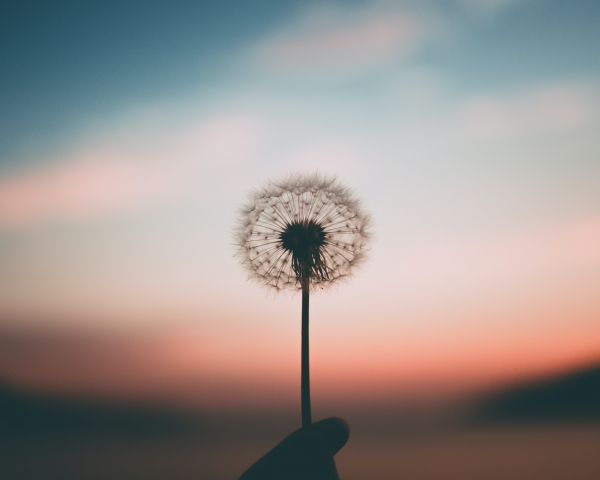 dandelion, sunset, sky Wallpaper 1280x1024