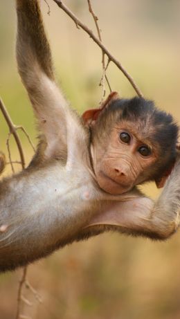 baboon, monkey, wildlife Wallpaper 640x1136