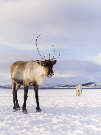 reindeer, mammal Wallpaper 1536x2048
