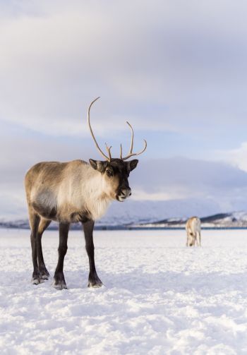 reindeer, mammal Wallpaper 1640x2360