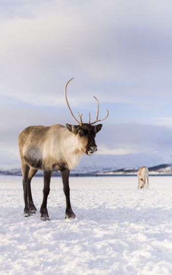reindeer, mammal Wallpaper 1752x2800