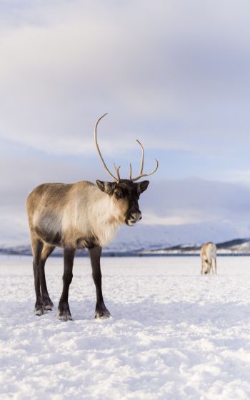 reindeer, mammal Wallpaper 1600x2560