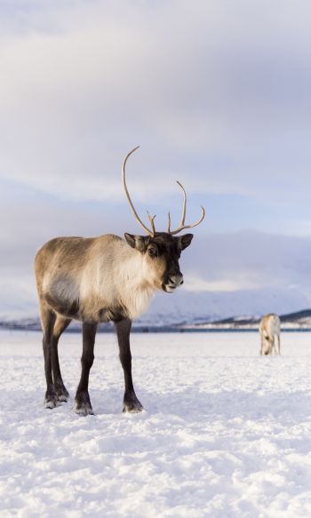 reindeer, mammal Wallpaper 1200x2000