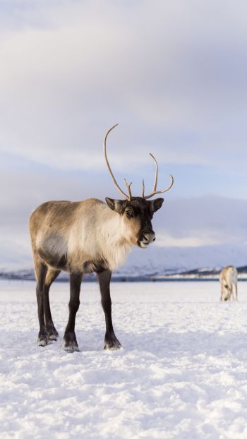 reindeer, mammal Wallpaper 2160x3840