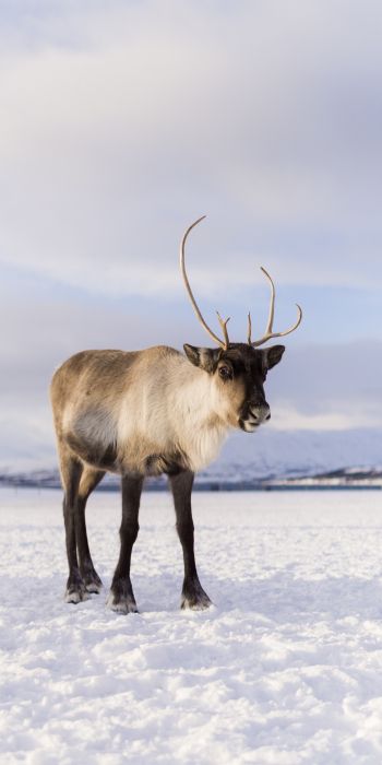 reindeer, mammal Wallpaper 720x1440