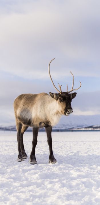 reindeer, mammal Wallpaper 1080x2220