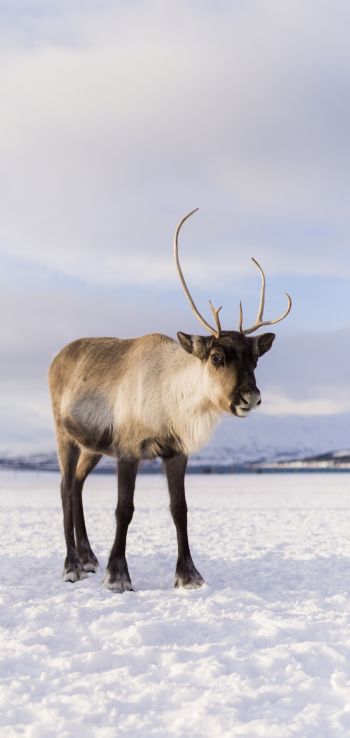 reindeer, mammal Wallpaper 720x1520