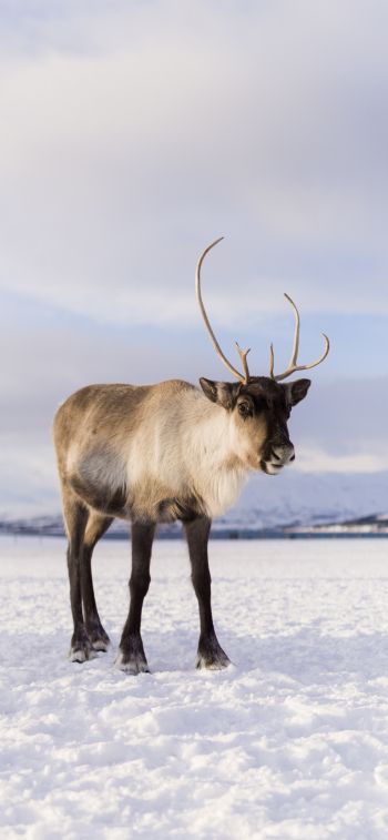reindeer, mammal Wallpaper 1125x2436