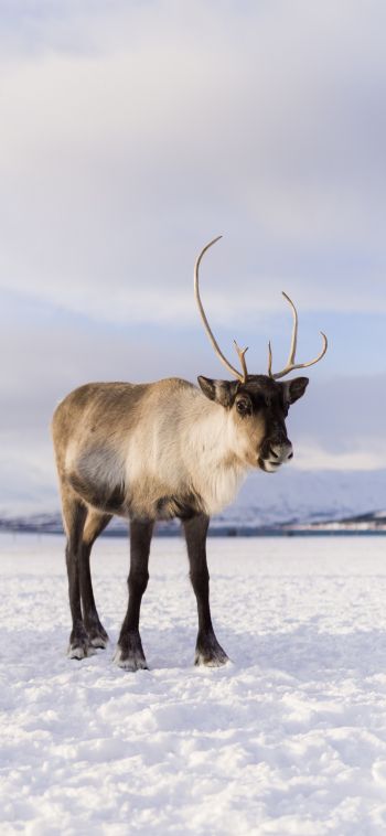 reindeer, mammal Wallpaper 1080x2340