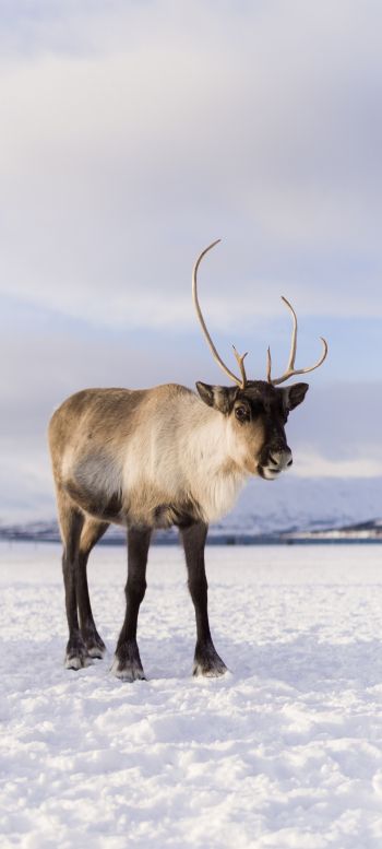 reindeer, mammal Wallpaper 1440x3200