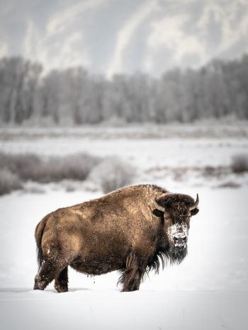 bison, winter, snow Wallpaper 1536x2048