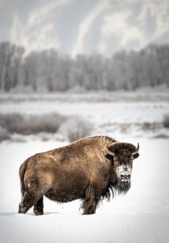 bison, winter, snow Wallpaper 1668x2388