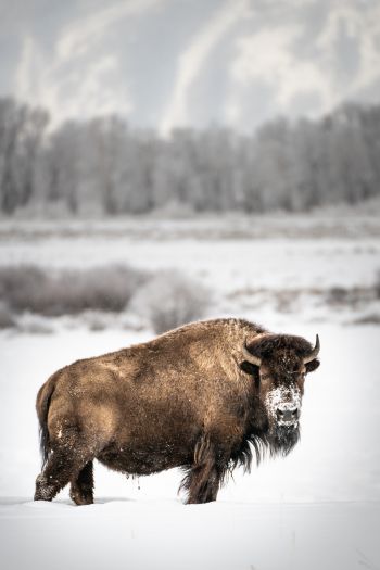 bison, winter, snow Wallpaper 640x960