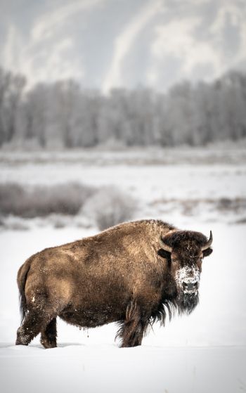 bison, winter, snow Wallpaper 1752x2800