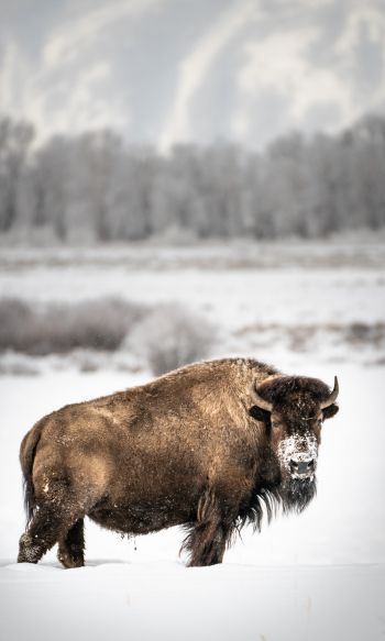 bison, winter, snow Wallpaper 1200x2000