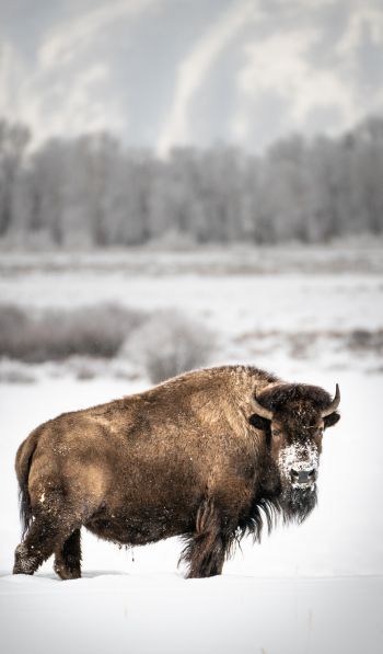 bison, winter, snow Wallpaper 600x1024
